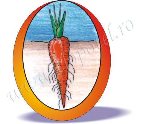 Carrot